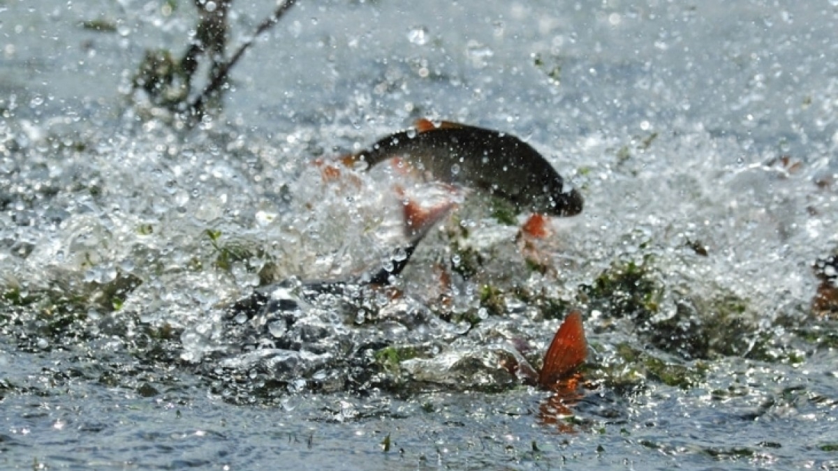 Полицейские Юрьевского отделения полиции задержали рыбака с незаконным уловом