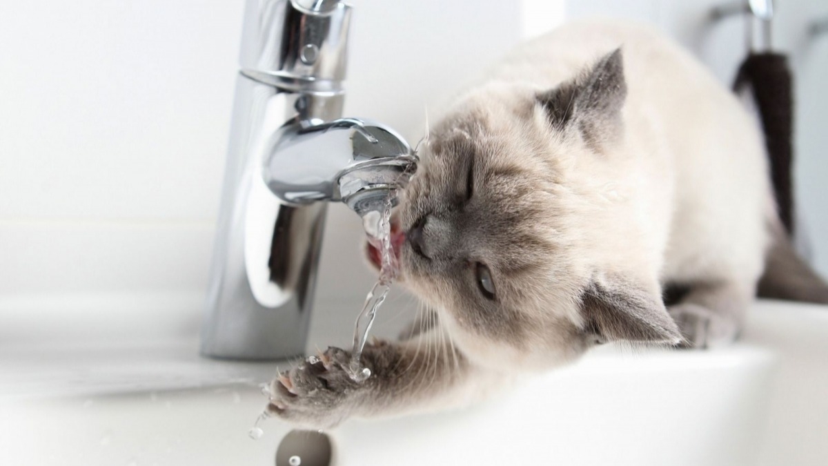 Новые цены на воду в Павлограде действуют с сегодняшнего дня - Павлоградводоканал