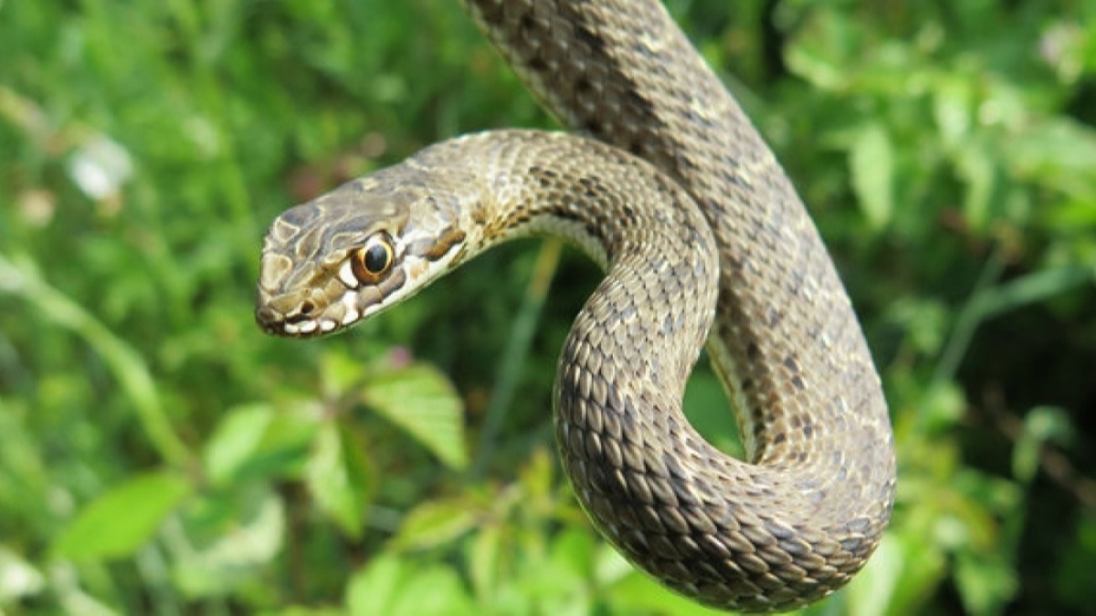 Лекарство от укуса змеи есть только в 10 больницах области - список