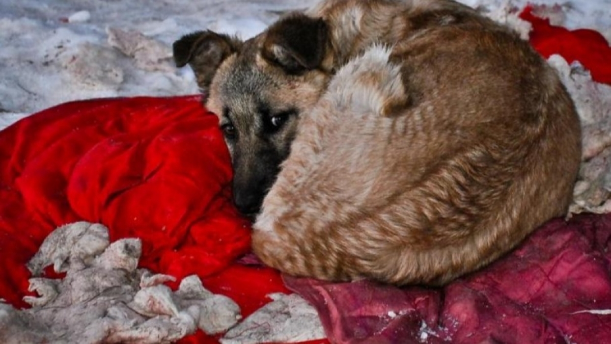 В Першотравенске подросток расчленял животных и развешивал на детских площадках - фото (18 )