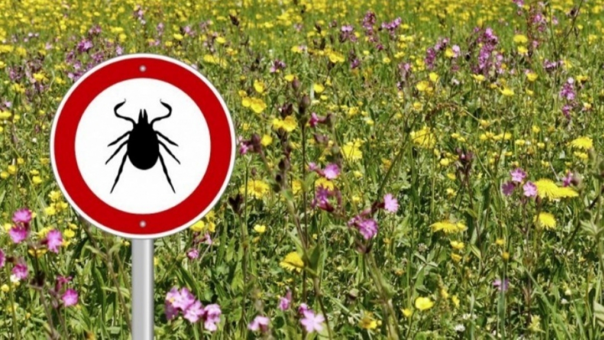 Как уберечься от укусов клещей - советы врачей