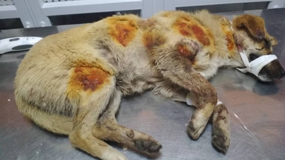 На трассе Павлоград-Днепр нашли расстрелянных собак