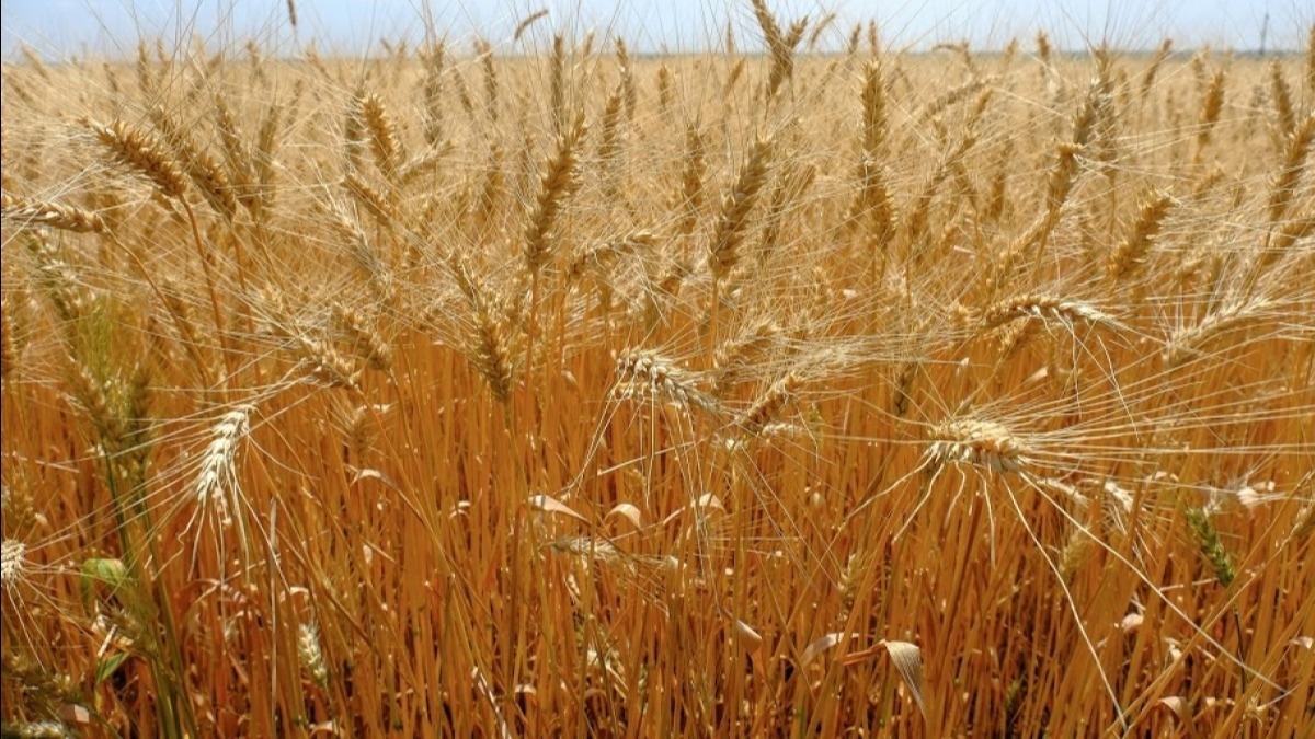 В области началась жатва - собрали первые 100 тон зерна