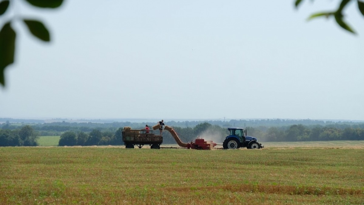 В области собрали первый миллион тонн ранних зерновых