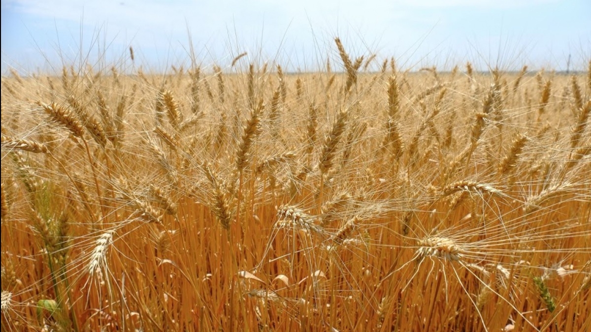 В области уже собрали более 1,9 млн тонн ранних зерновых