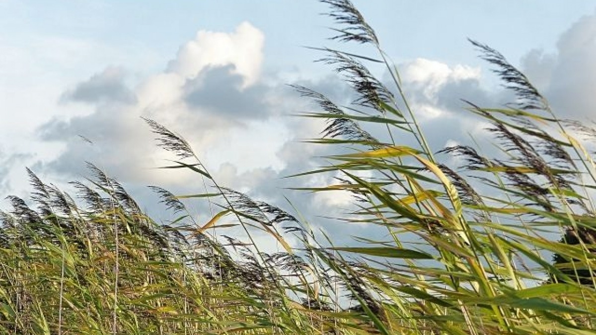 Из-за сильного ветра в области объявили штормовое предупреждение