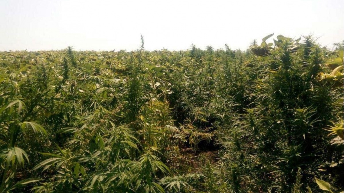 В Юрьевке фермер обнаружил 3 гектара конопли