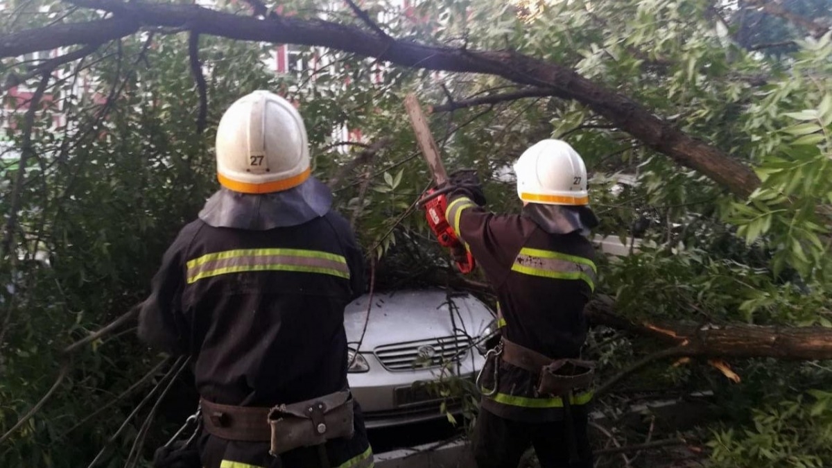 В Павлограде упавшее дерево завалило 2 столба и повредило машины