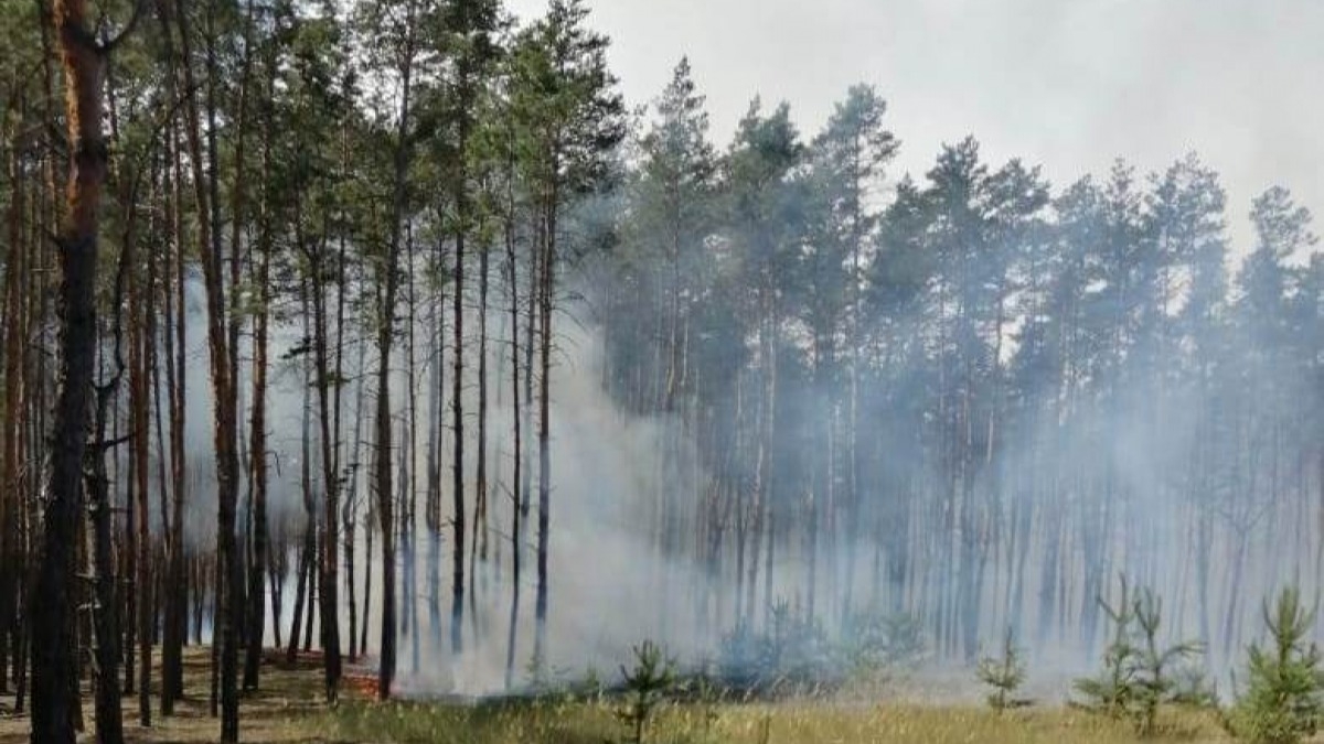 Этим летом в лесах Днепропетровщины спасатели остановили 64 пожара