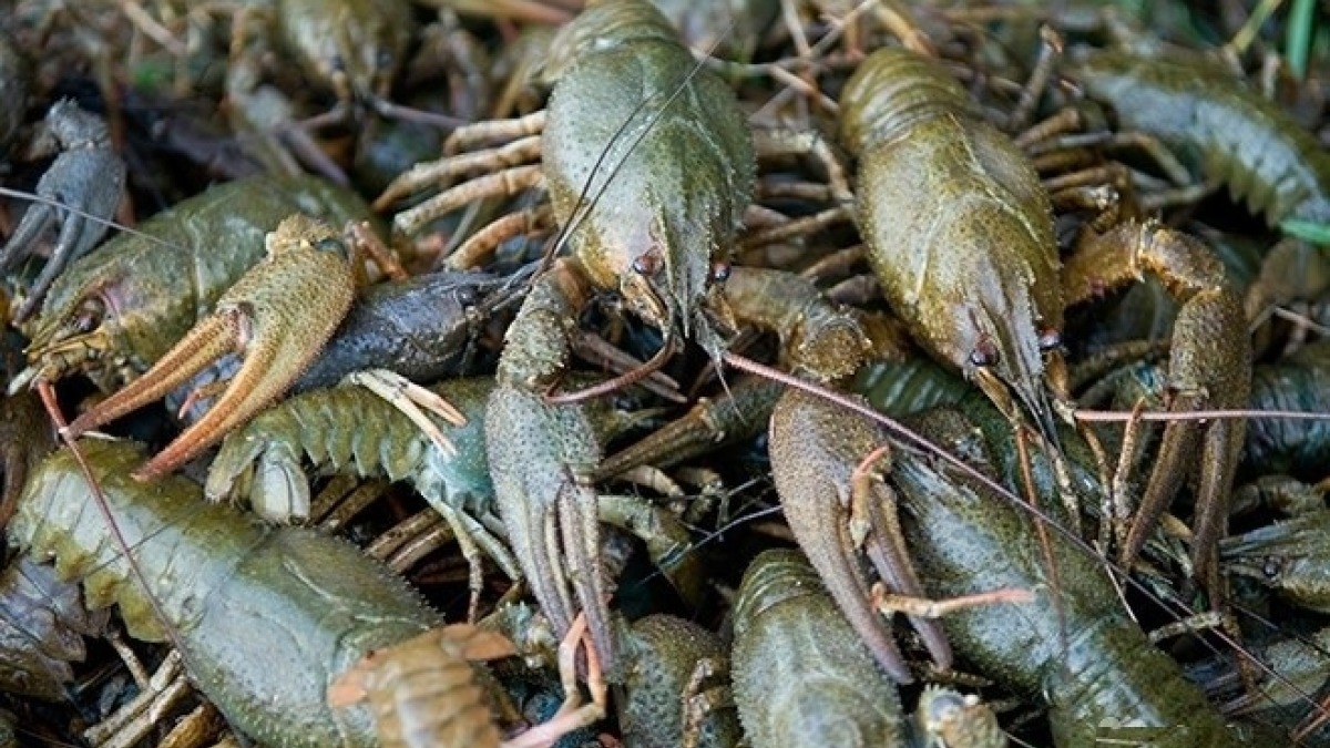В области запретили ловить раков до конца сентября
