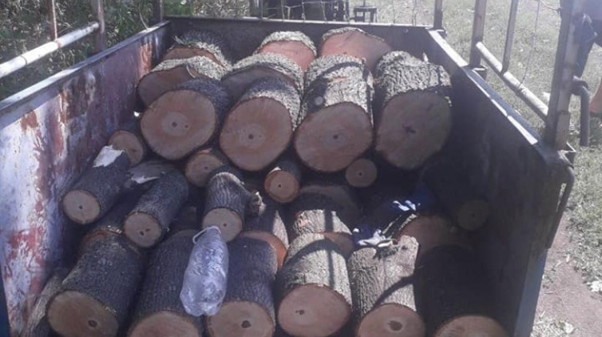 В Богдановке задержали мужчину который незаконно вырубал лес