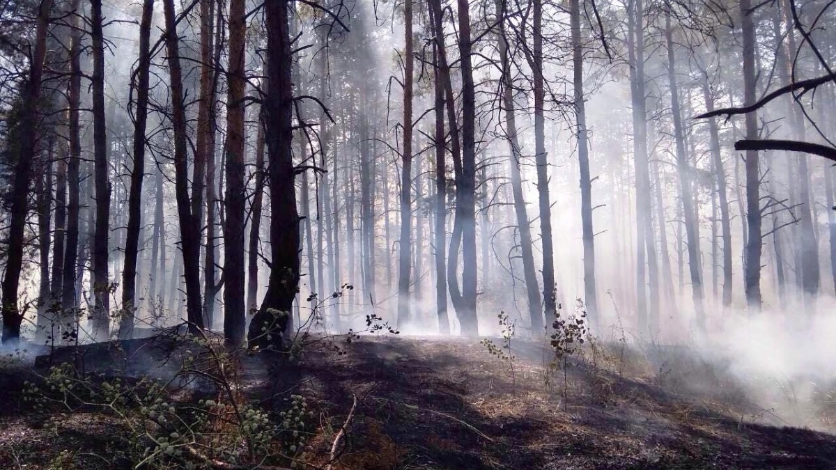 В области сохраняется сухая погода и повышенный 5 уровень пожарной опасности
