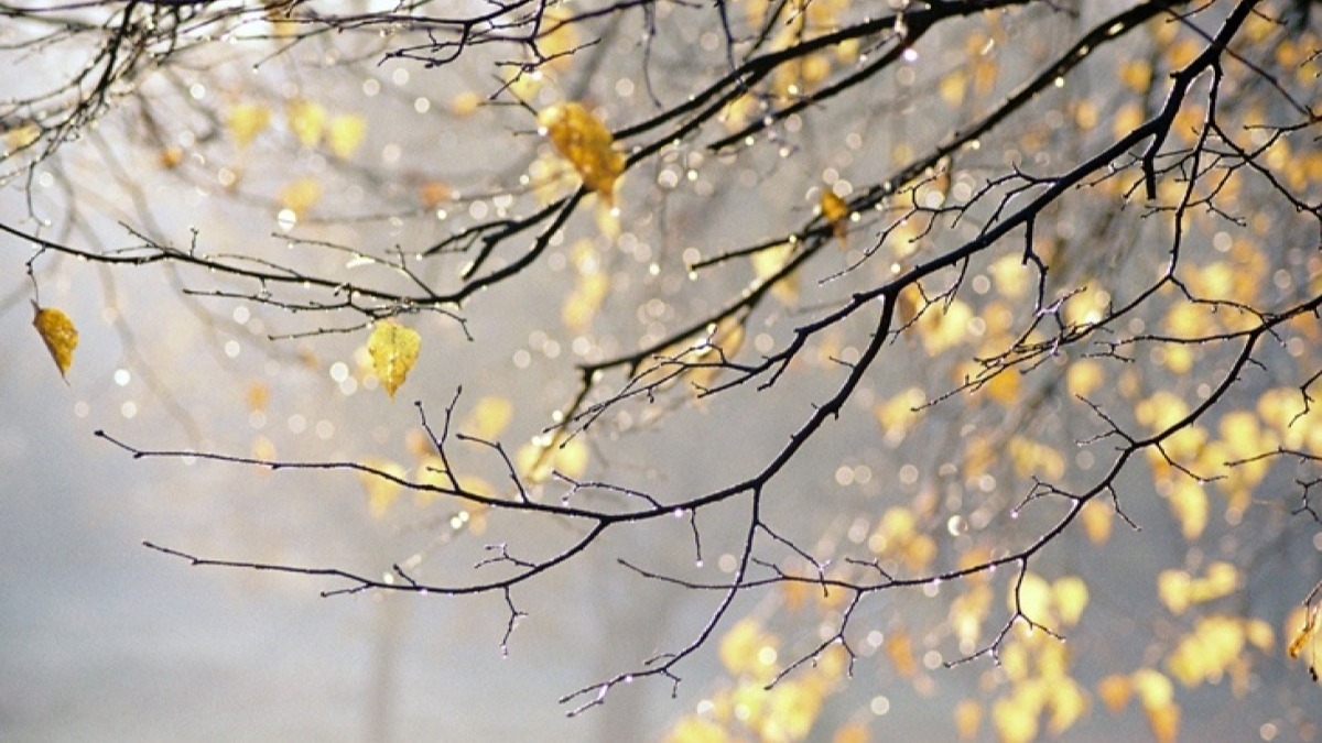 В Украину идут дожди с сильным ветром