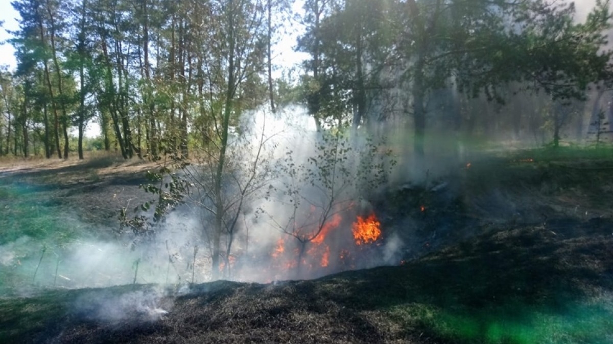 В субботу в Павлограде опять горел лес - спасатели