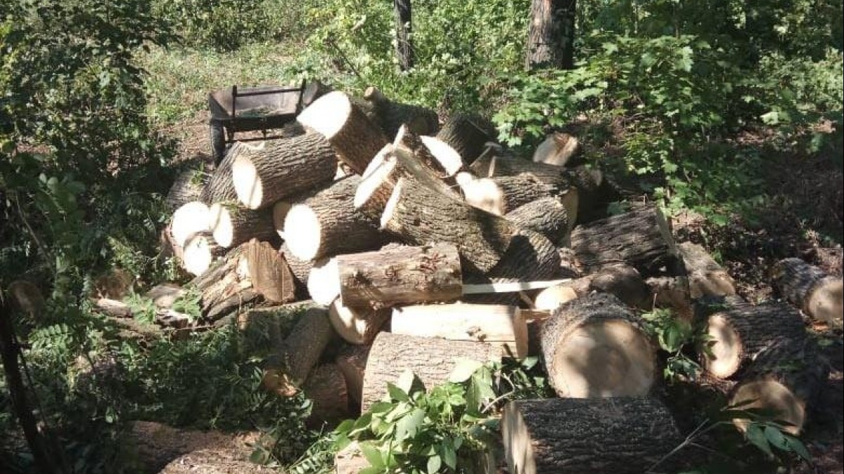 В Павлограде полиция задержала лесорубов которые спилил 9 акаций