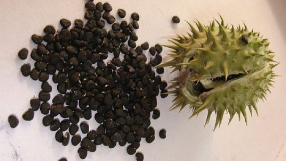 В области зафиксированы случаи отравления школьников 