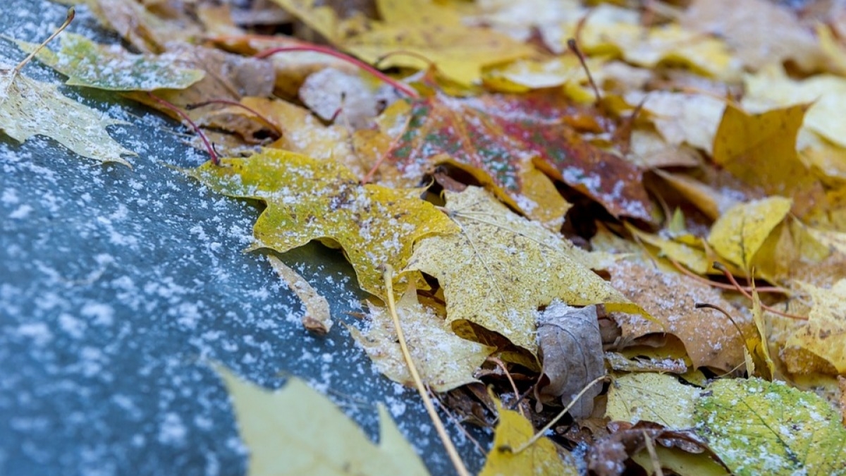 Начало недели начнется заморозками, местами сильными