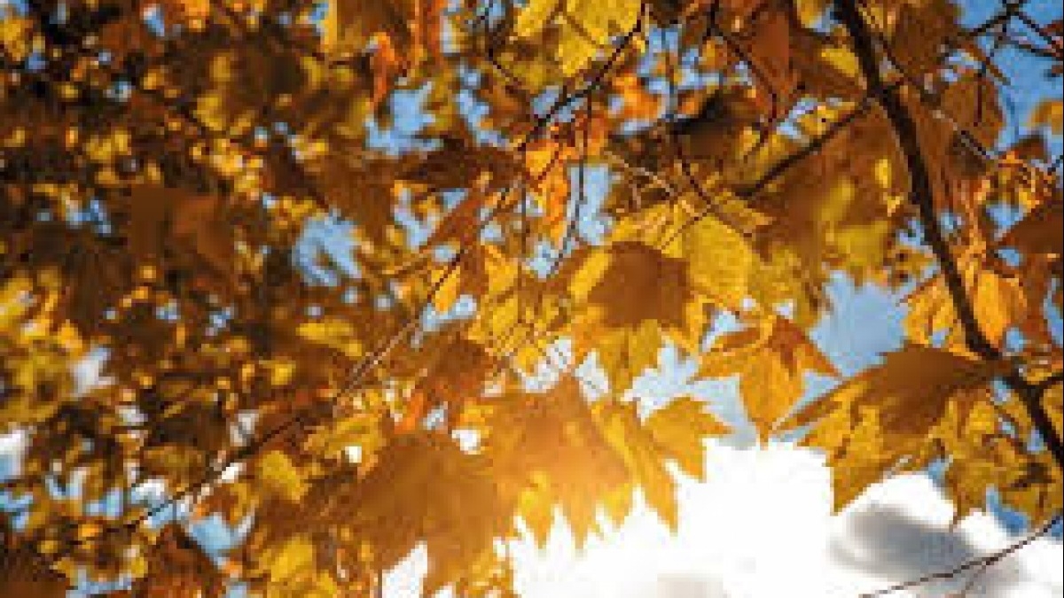 В Украине возвращается тепло