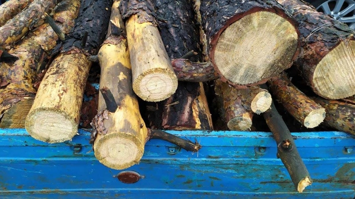 Под Павлоградом полиция словила лесорубов