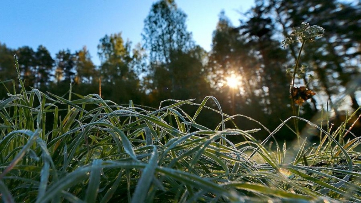 Ближайшей ночью в Украине ожидаются заморозки до -3 градусов
