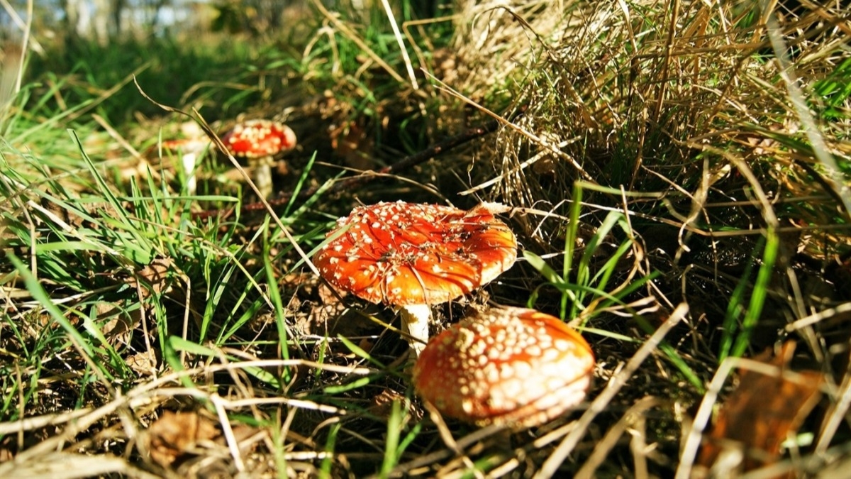 Начался грибной сезон: как не отравиться