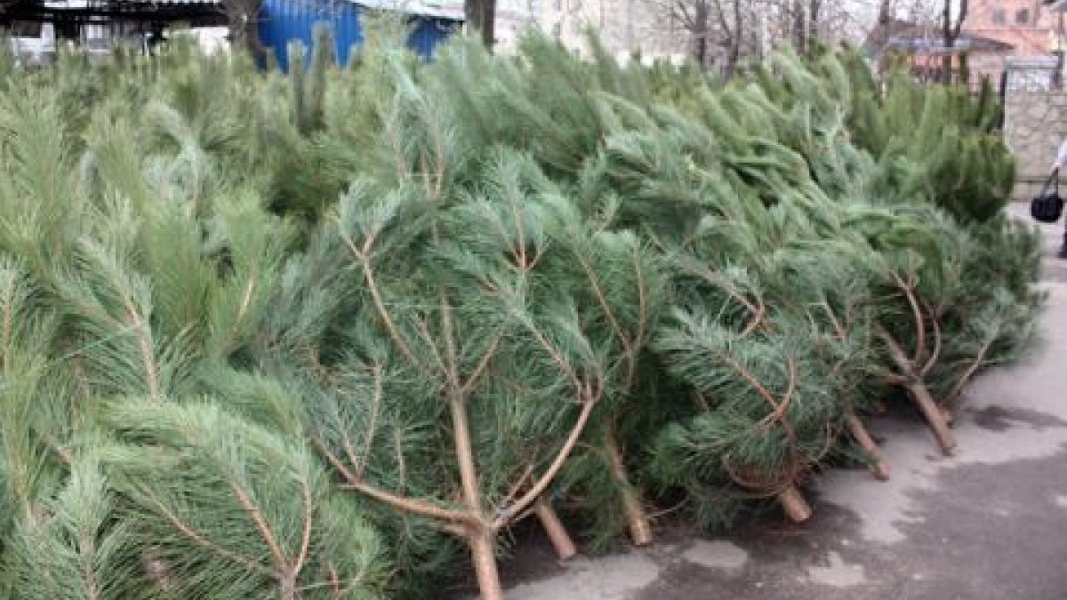 В Павлограде елочные базары откроются 15 декабря - адреса