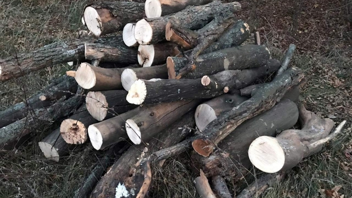 В Юрьевском районе полиция задержала двух лесорубов