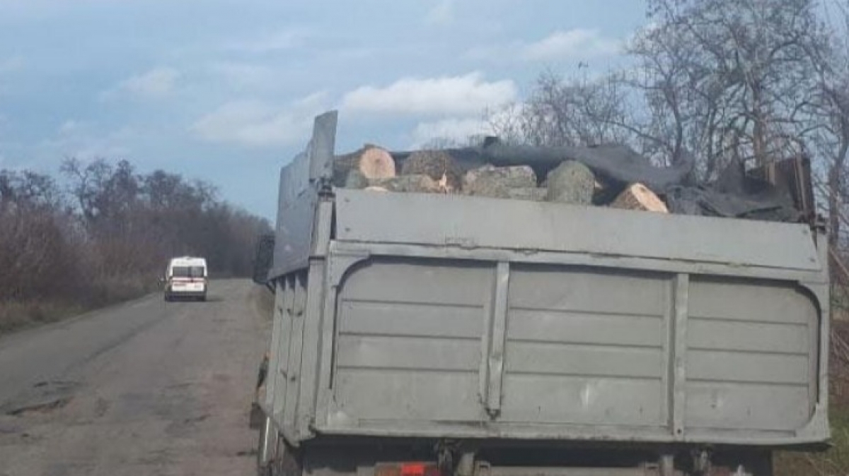 В Павлограде обнаружили около 3-х тонн незаконно срубленных деревьев