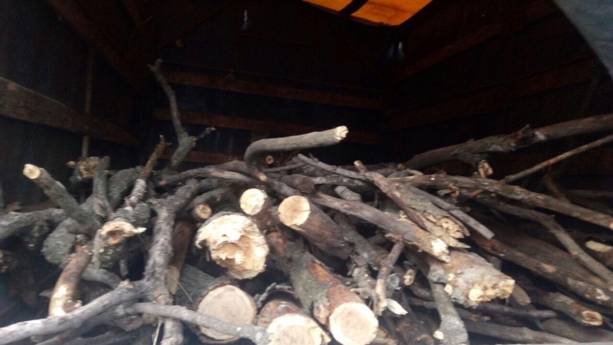 За незаконную вырубку леса на окраине Павлограда полицейские задержали четырех членов семьи