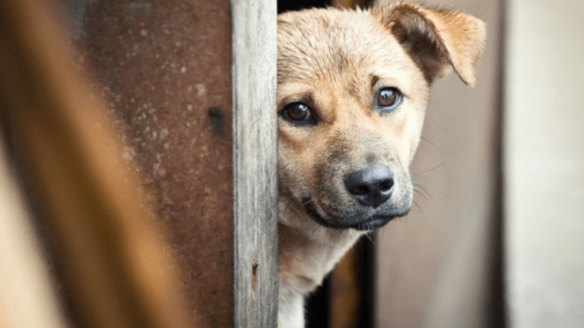В Терновке мужчина перерезал горло 2 собакам - полиция открыла дело