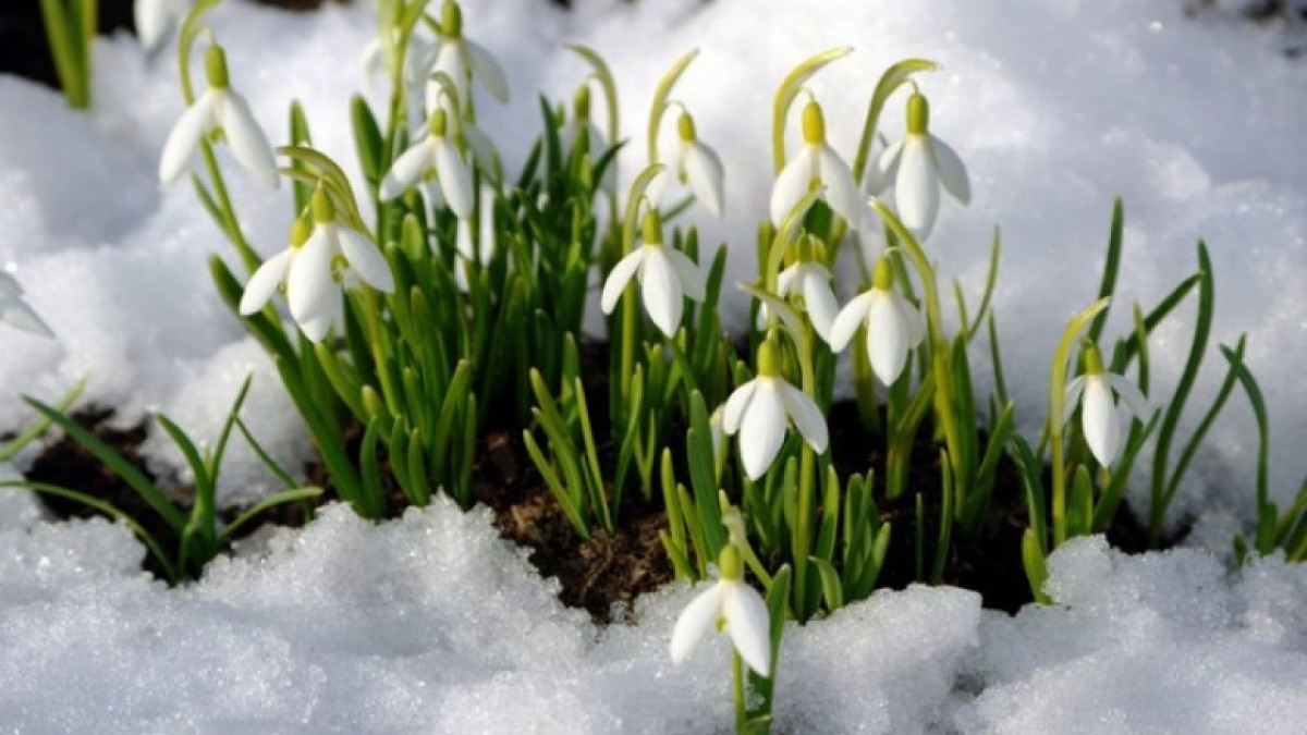 В Украину идет настоящая весна, и тепло до 18 градусов