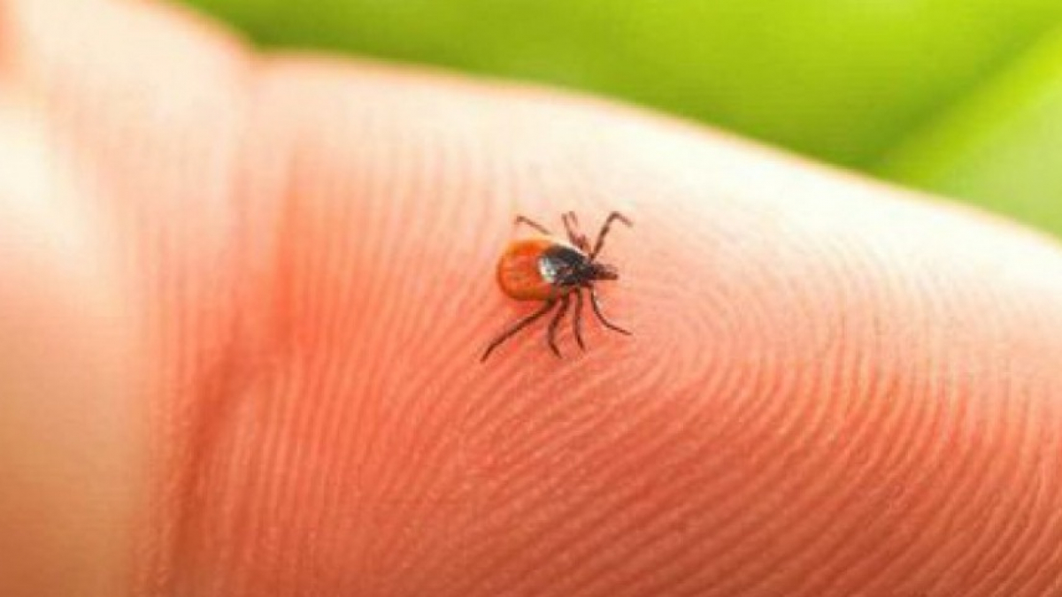 В лесах активизировались клещи