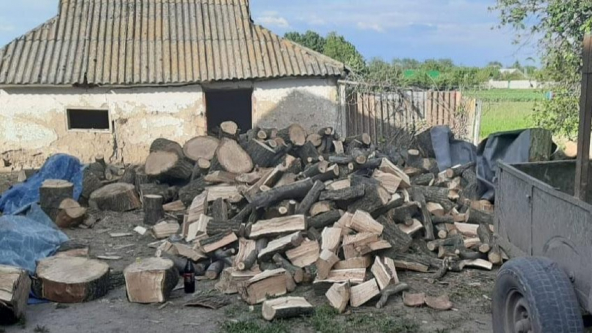 В Павлоградском районе незаконно срубили 60 деревьев