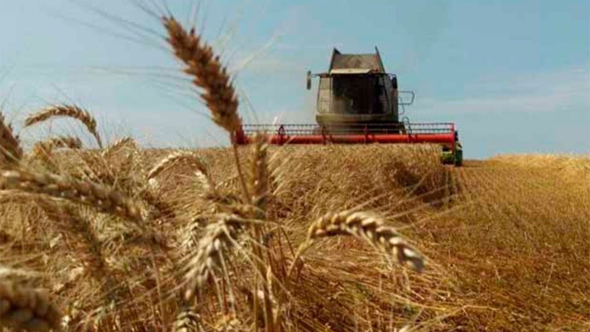 На Днепропетровщине собрали уже более 2,7 млн тонн зерна