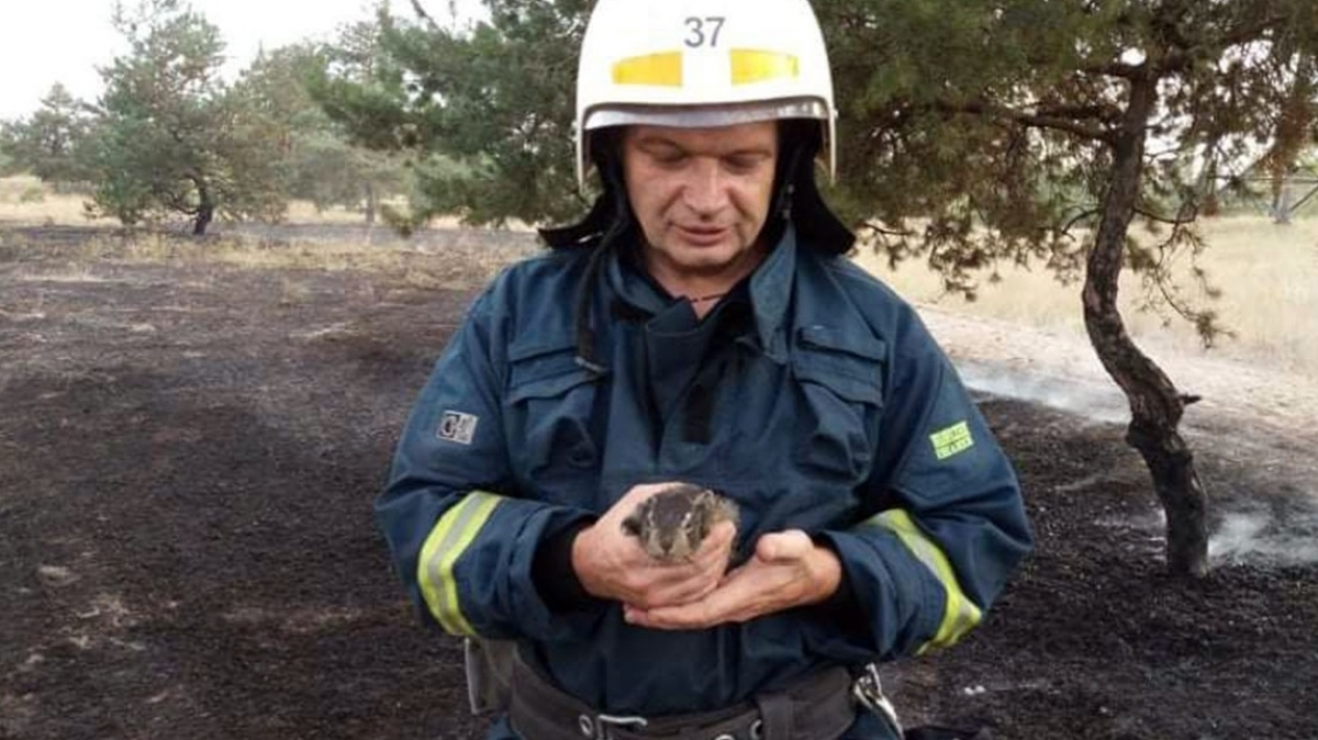 В Павлограде во время ликвидации возгорания пожарные спасли зайчонка