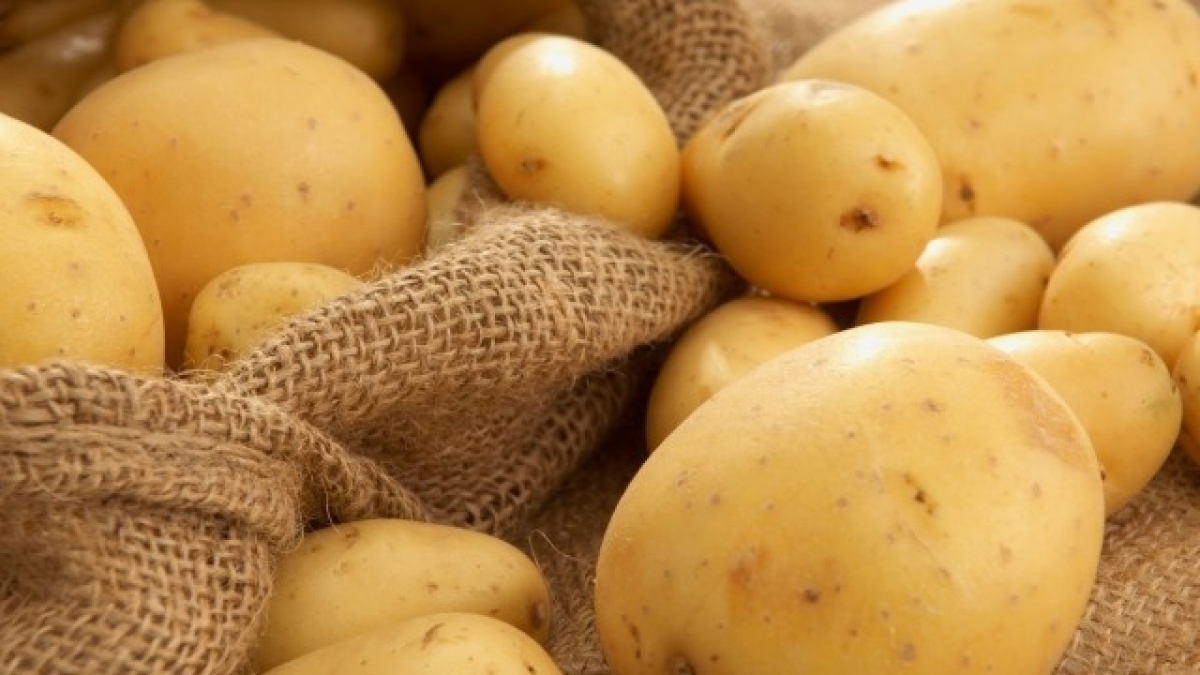 В области закончили сбор картофеля - урожай в этом году 450 тыс тонн