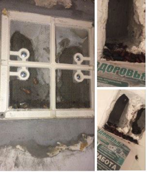 Жителей дома по ул.Интернациональная атакуют тараканы размером со спичечный коробок