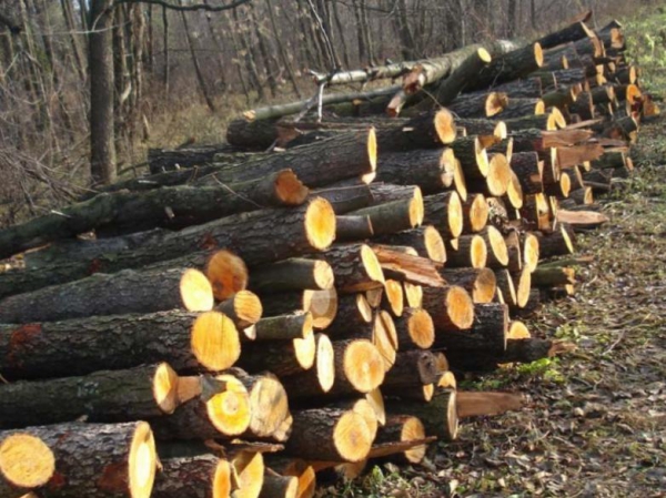 На Юрьевщине массово вырубают лес и незаконно выкачивают подземные воды