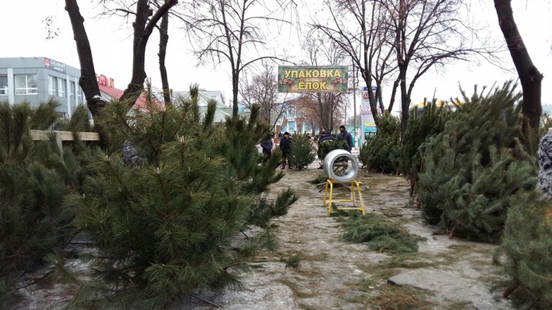 За сколько можно купить новогоднюю елку в Павлограде?