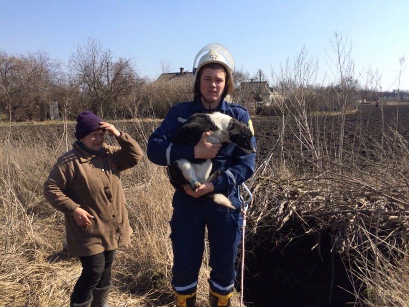 Петропавловский район: спасатели достали из колодца собаку