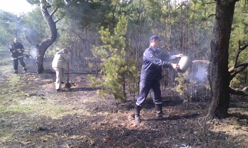 В Павлограде пожарные тушили лес. Сгорело пол гектара насаждений 