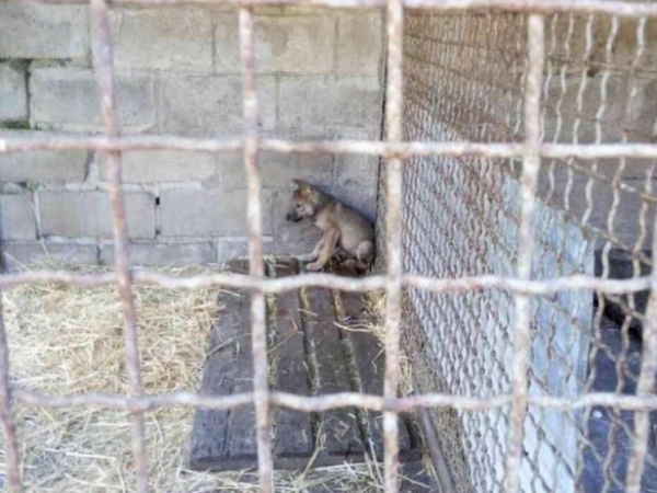 В Павлоградеволонтеры спасли умирающего волчонка.