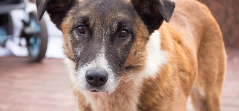 В Павлограде строится лучший в регионе приют для бездомных животных 