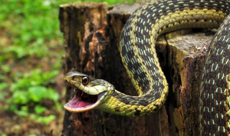 На Днепропетровщине от укуса змеи погибло 4 человека 