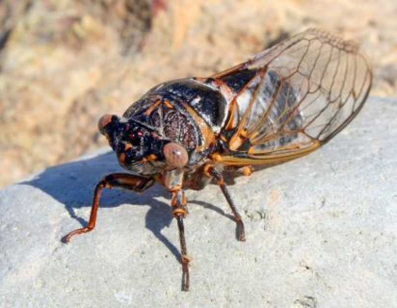 На Днепропетровщине  нашествие певчих цикад 