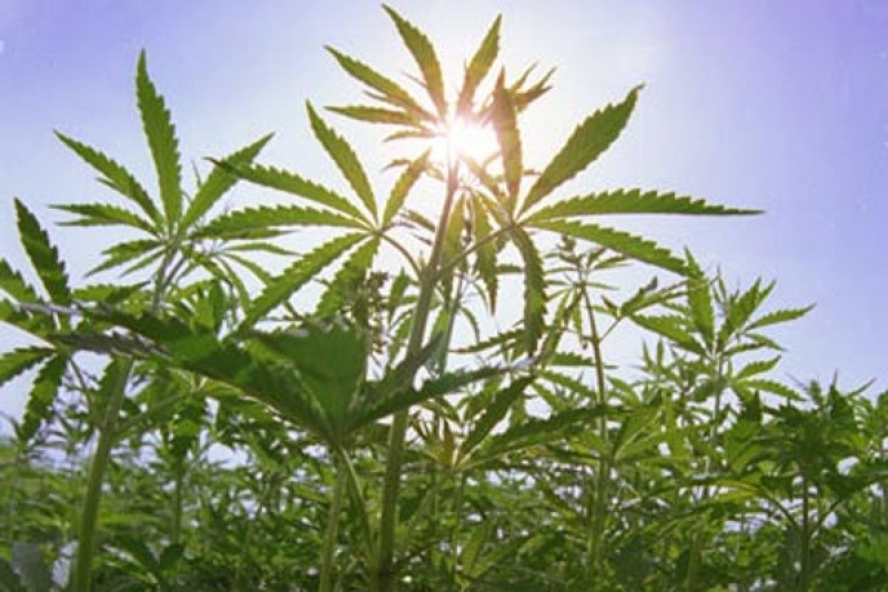 В Павлоградском районе мужчина выращивал целое поле конопли 