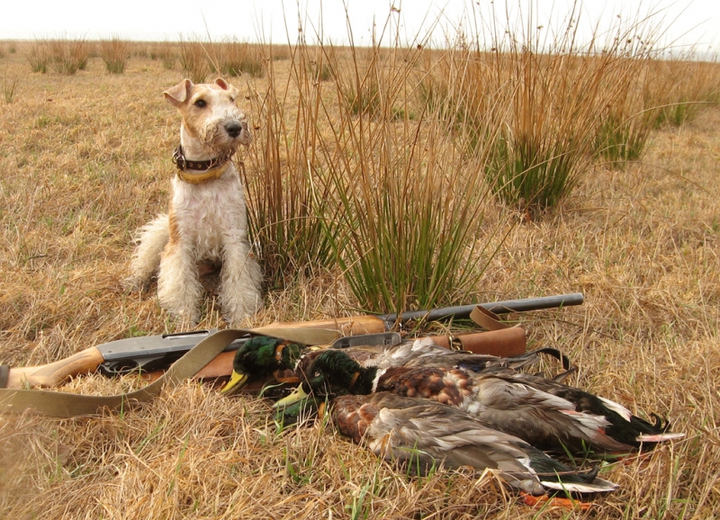 В Павлограде открывается сезон охоты 