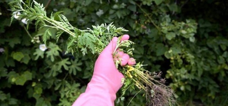 Павлоградские школьники, которые убирали летом город, получат подарки 