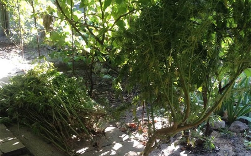 Пожилой отчим сдал своего пасынка в полицию за выращивание конопли 