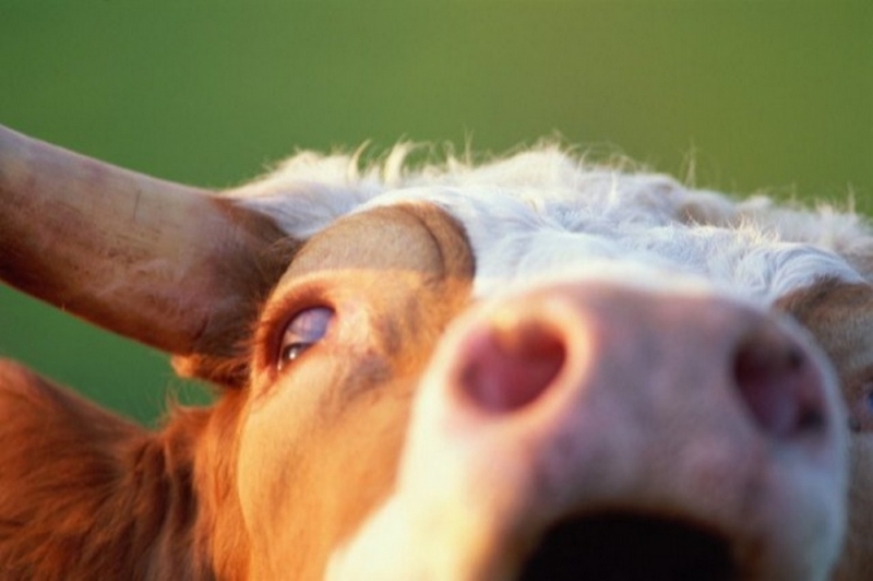 На Павлоградщине выявлен случай бешенства домашнего скота 